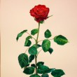 【向後 茉莉/KOGO Mari - 薔薇】花屋に行き、一際目を惹いた赤いバラはいまでているバラの中で一番綺麗なものらしく、名前は“marry me"というらしい。その名前にあやかって、相手が良い返事をしてくれそうな、魅力的な一枚にしたい。 ― 1986年 千葉県生まれ、2011年、女子美術大学大学院修士課程 洋画研究領域卒業〈530×455mm /油彩〉