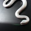 Kim Myungryeo（キム・ミョンリョ）【韓国】：glass snake - 透明な蛇を作りたかった。【180x280×40／ガラス、ステンレス】